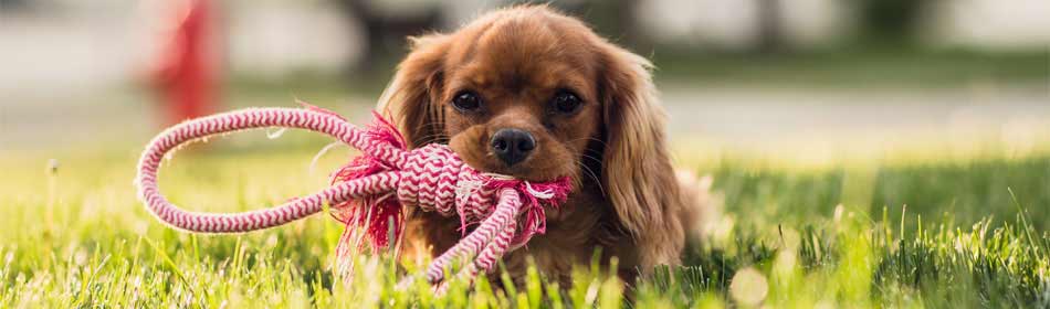 Pet sitters, dog walkers in the Chalfont, Bucks County PA area