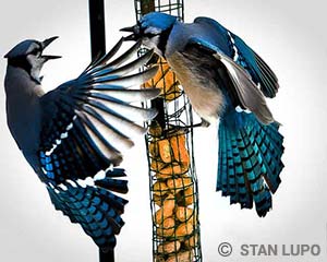 Birding in Bucks County